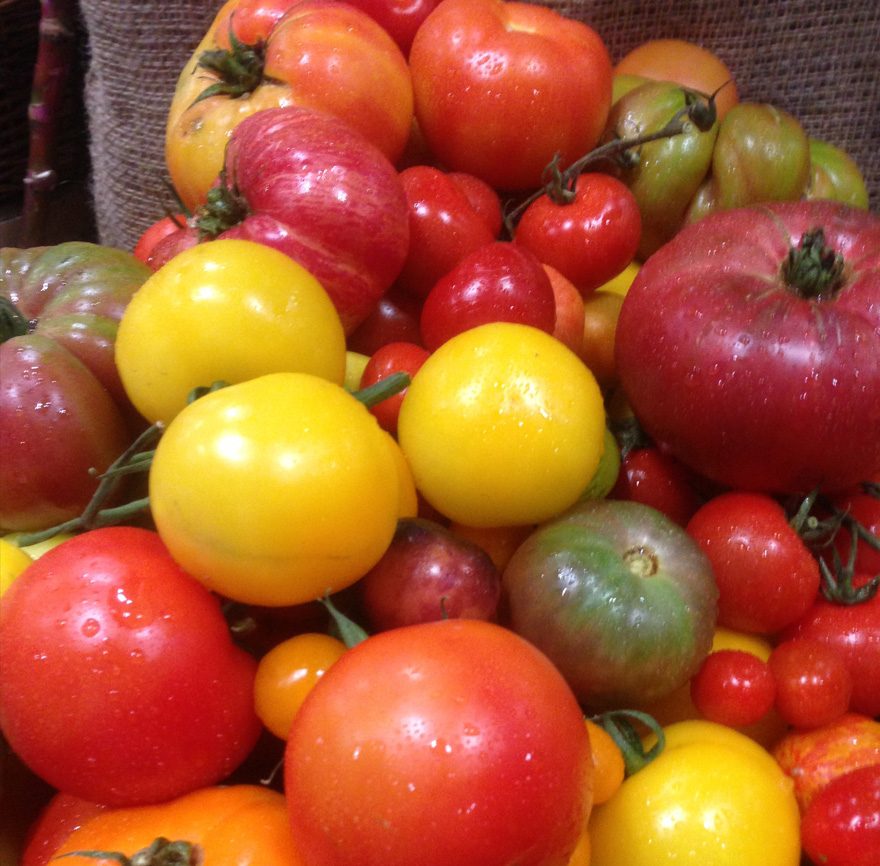 Variety of tomatoes in shapes, sizes, and colors