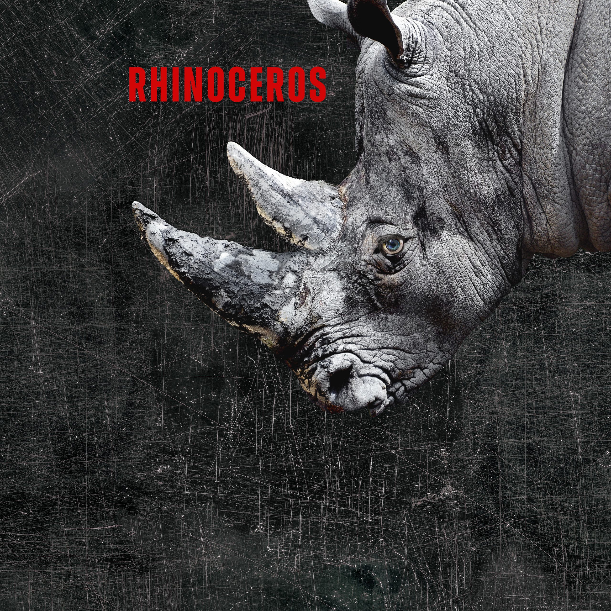 Rhinoceros